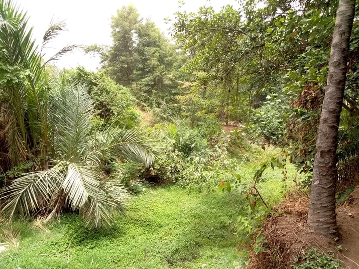 Kanawa Plantation